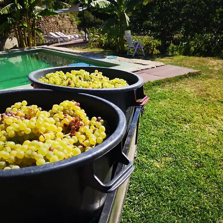 Quinta Barqueiros D'ouro - Casa Da Musica Mesão Frio