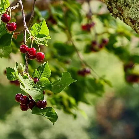 Quinta Barqueiros D'ouro - Casa Da Musica Hébergement de vacances *