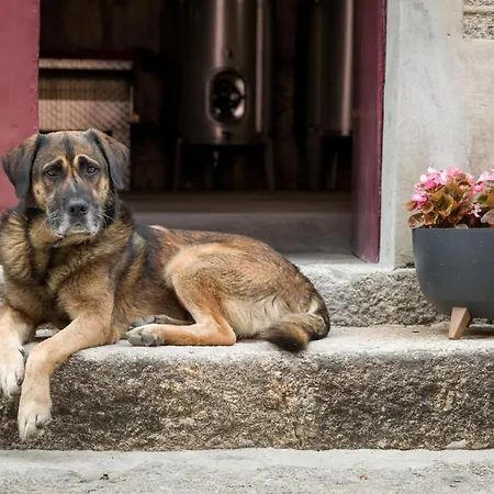 Quinta Barqueiros D'ouro - Casa Da Musica Dom wakacyjny