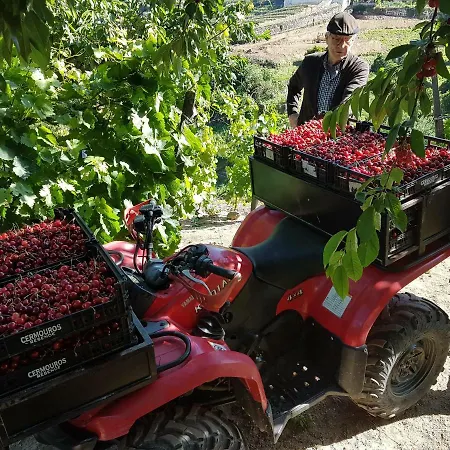 Hébergement de vacances Quinta Barqueiros D'ouro - Casa Da Musica Mesão Frio