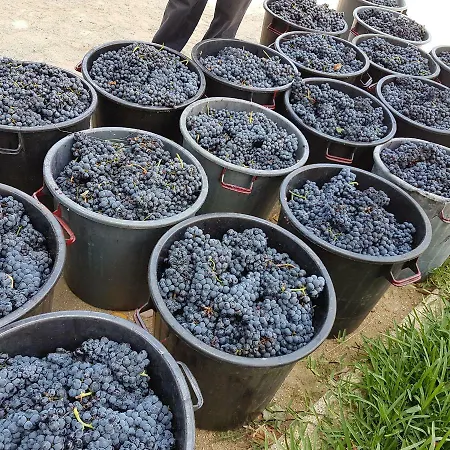 Quinta Barqueiros D'ouro - Casa Da Musica *