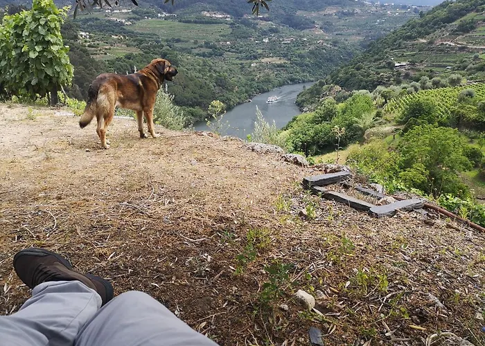 Quinta Barqueiros D'ouro - Casa Da Musica * Mesão Frio