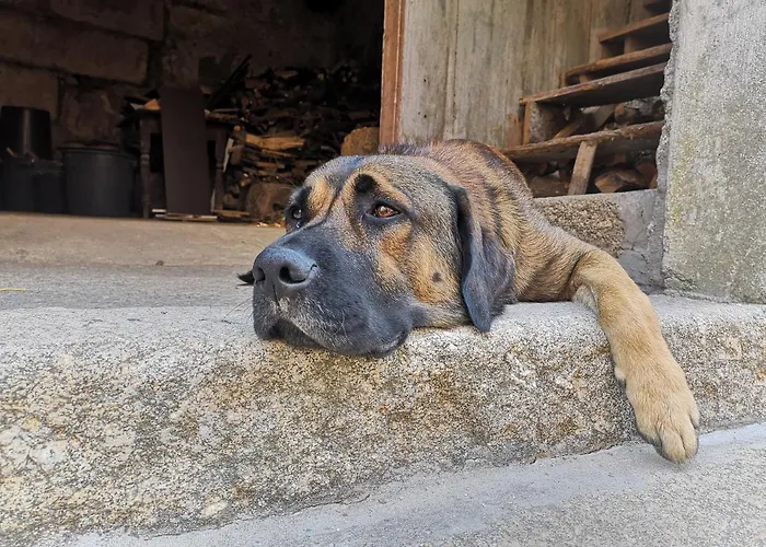 Vakantiehuis Quinta Barqueiros D'ouro - Casa Da Musica