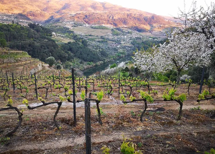 Quinta Barqueiros D'ouro - Casa Da Musica