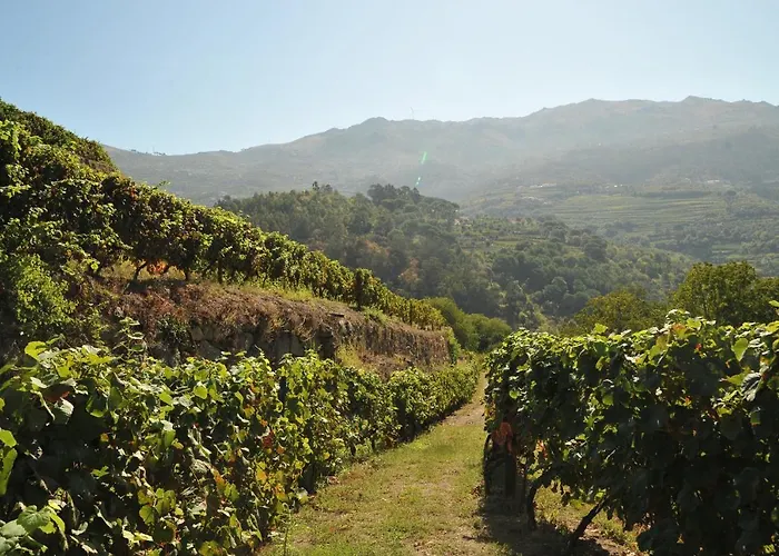 Quinta Barqueiros D'ouro - Casa Da Musica 度假居 *
