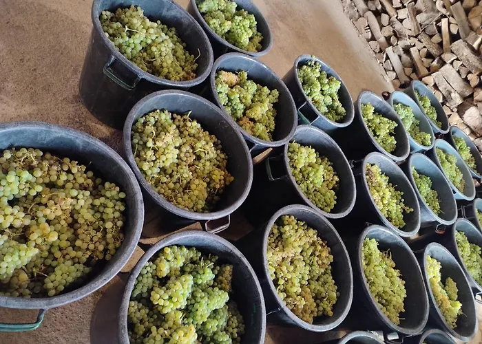 Quinta Barqueiros D'ouro - Casa Da Musica 度假居 梅骚·弗里奥