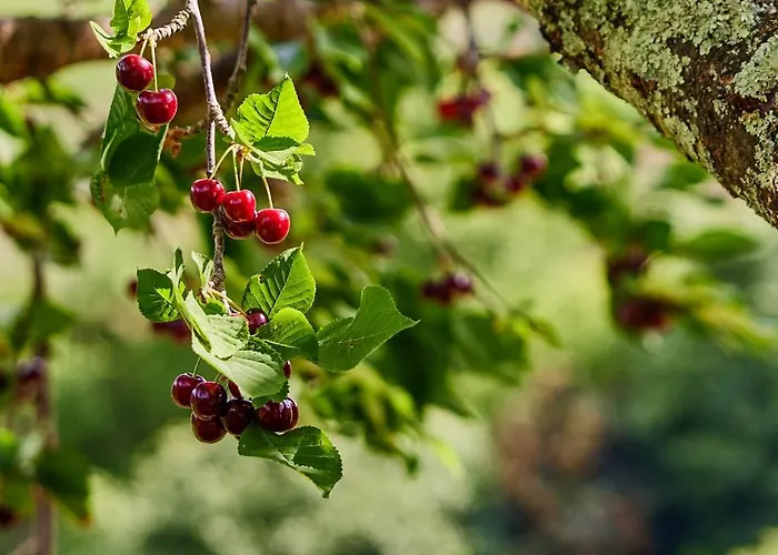 Quinta Barqueiros D'ouro - Casa Da Musica بيت للعطل *