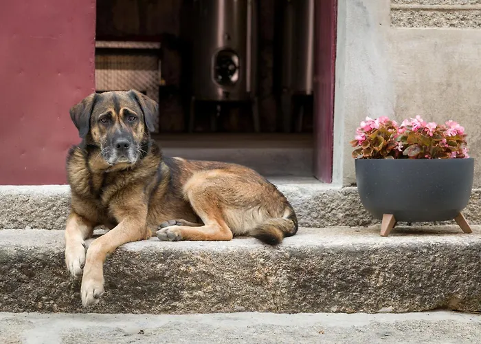 Quinta Barqueiros D'ouro - Casa Da Musica بيت للعطل