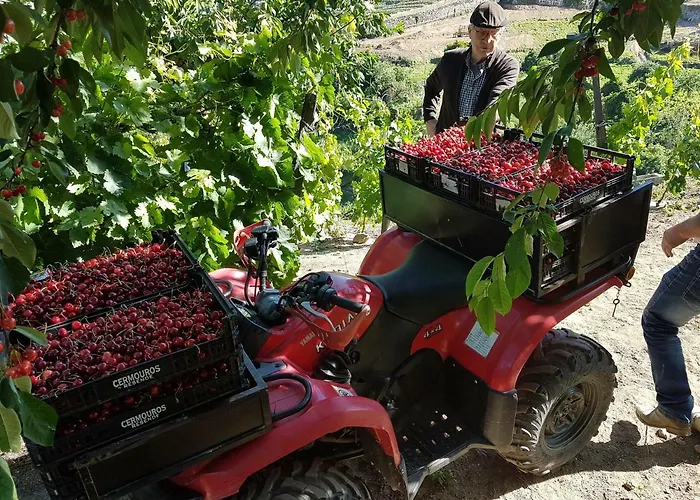 Dom wakacyjny Quinta Barqueiros D'ouro - Casa Da Musica Mesão Frio