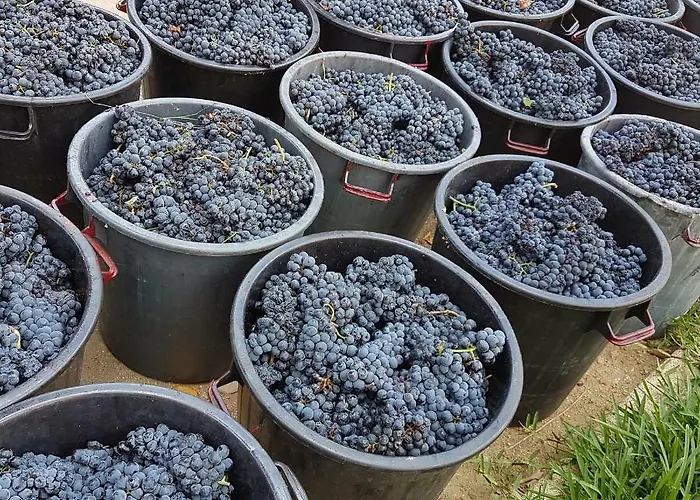 Quinta Barqueiros D'ouro - Casa Da Musica *